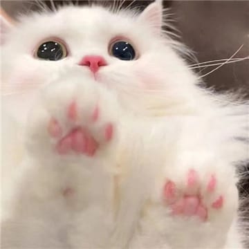 Ảnh đại diện người dùng Kim Anh